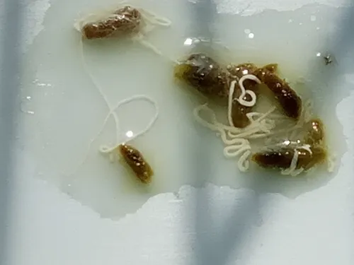 Глисты Фото группа муравьев на белой поверхности