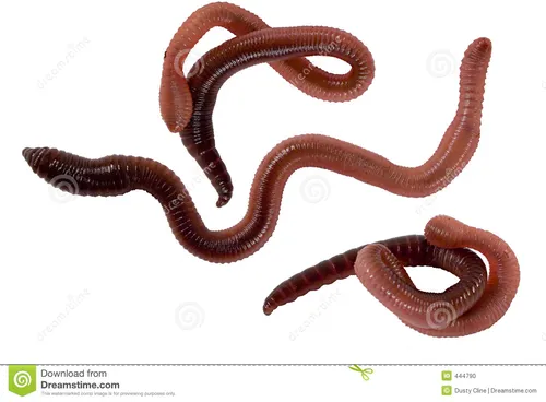 Глисты Фото змея с длинным хвостом