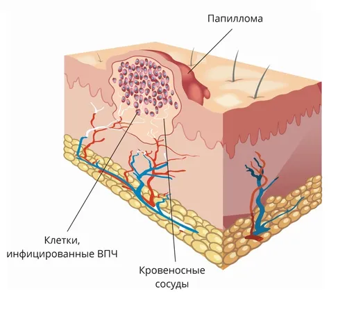 бесплатные картинки