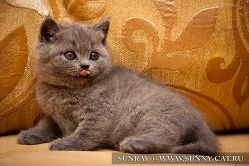 Котят Фото кошка с высунутым языком
