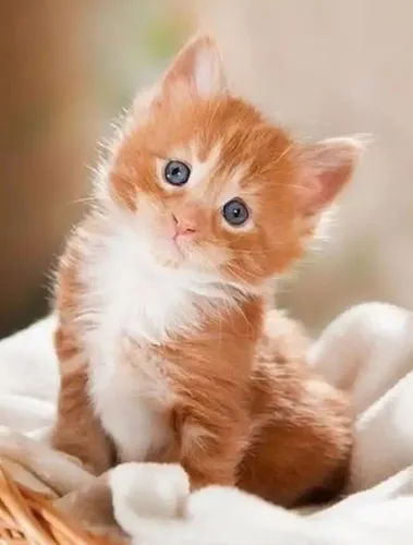 Котят Фото котенок, сидящий на одеяле