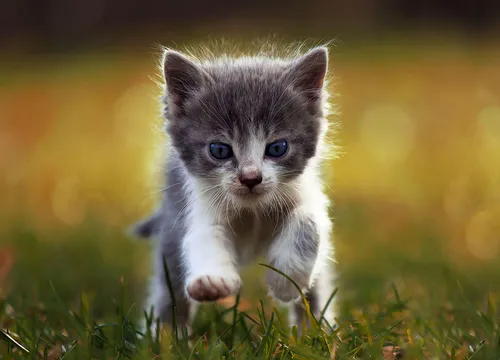 Котят Фото котенок бежит по траве
