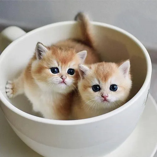 Котят Фото два котенка в миске