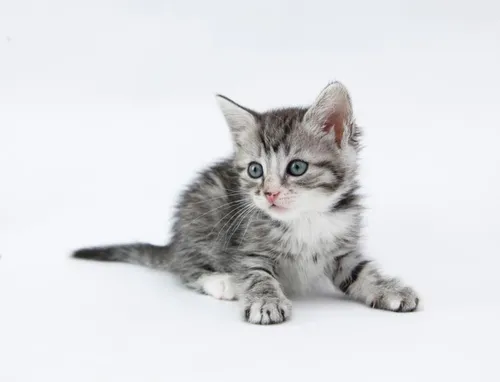 Котят Фото котенок с голубыми глазами