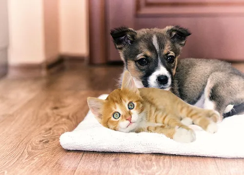 Котят Фото кошка и собака лежат на собачьей кровати
