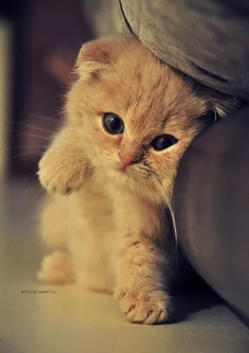 Котят Фото маленький оранжевый котенок