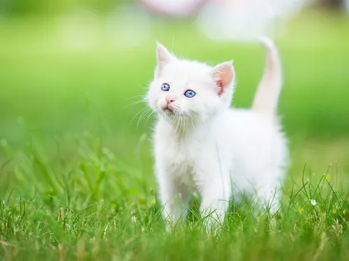Котят Фото белый котенок в траве
