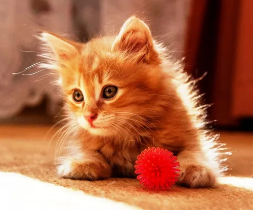 Котят Фото котенок с клубникой