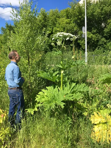 Борщевик Фото мужчина, стоящий в поле растений