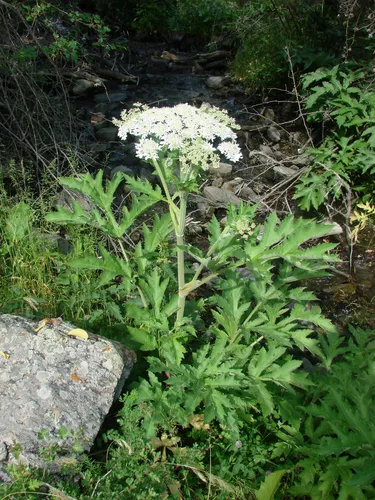 Борщевик Фото небольшой ручей с растениями и камнями