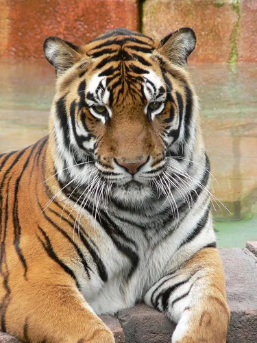 Тигра Фото тигр лежа