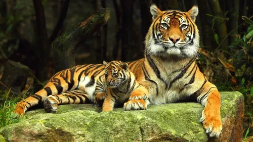 Тигра Фото тигр и детеныш лежат на скале