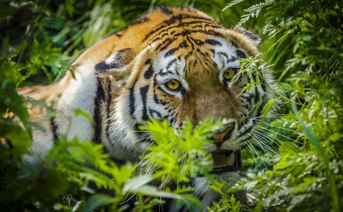 Тигра Фото тигр в кустах