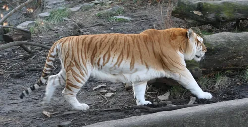 Тигра Фото тигр, идущий по скале