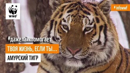 Тигра Фото тигр с текстовым наложением над ним