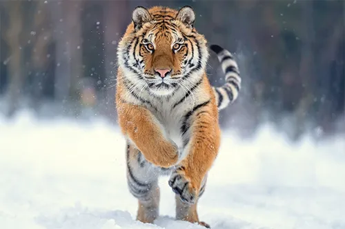 Тигра Фото тигр бежит по снегу