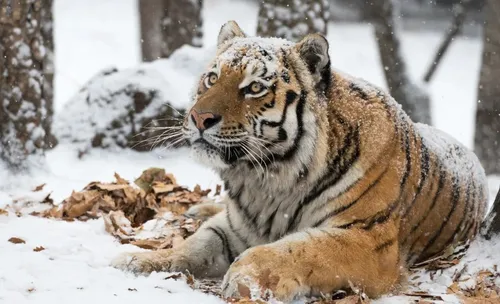 Тигра Фото тигр, лежащий на снегу