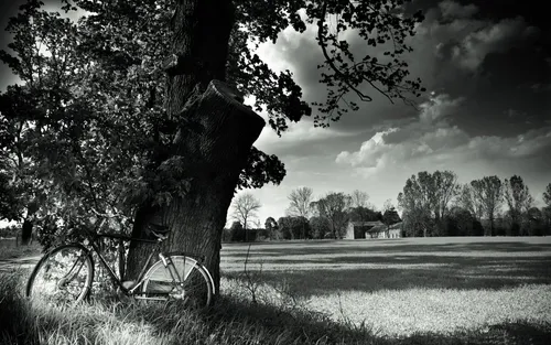Черно Белое Фото велосипед, прислонившийся к дереву