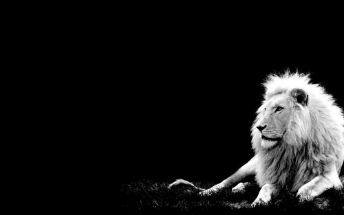 Черно Белое Фото пара львов, лежащих