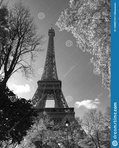 Черно Белое Фото высокая башня с деревьями вокруг нее на фоне Эйфелевой башни