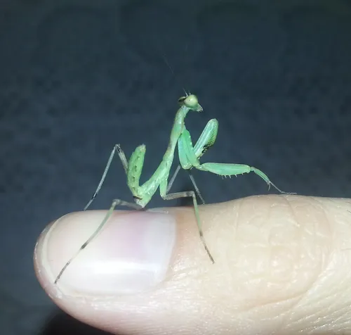 Богомол Фото зеленое насекомое на пальце