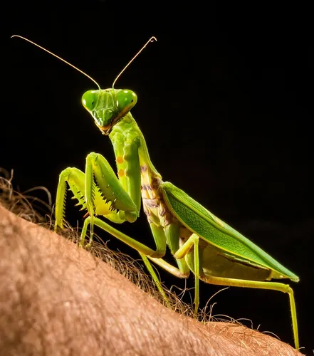 Богомол Фото зеленое насекомое на руке человека