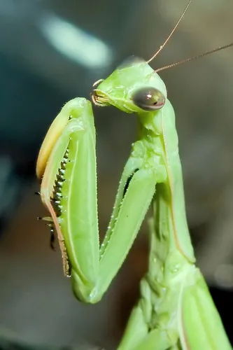 Богомол Фото зеленое насекомое с длинными антеннами