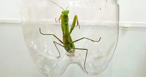 Богомол Фото зеленое насекомое в стакане