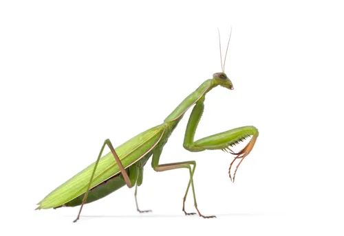 Богомол Фото зеленое насекомое с длинными ногами