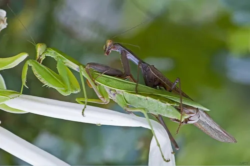 Богомол Фото пара насекомых на растении