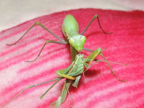 Богомол Фото зеленое насекомое на розовой поверхности