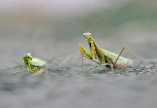 Богомол Фото пара зеленых муравьев