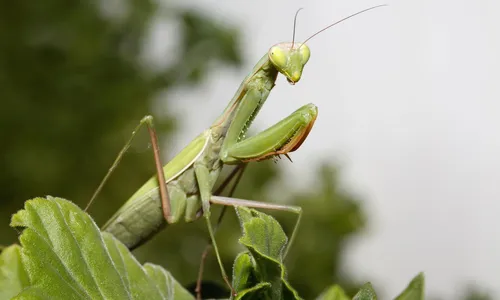 Богомол Фото зеленое насекомое на листе