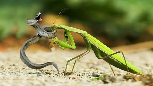 Богомол Фото зеленое насекомое с длинным хвостом