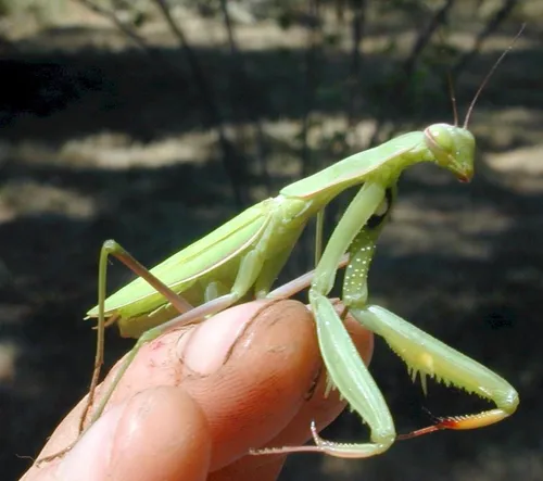 Богомол Фото зеленое насекомое на пальце человека