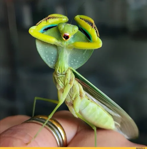Богомол Фото зелено-желтая ящерица на руке человека