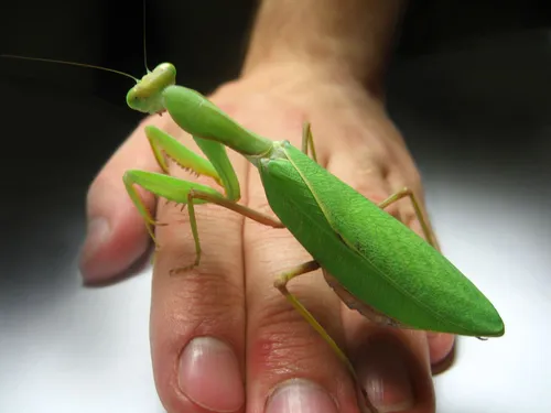 Богомол Фото человек, держащий зеленое насекомое