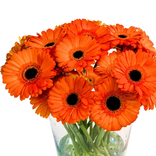 Герберы Фото ваза с оранжевыми цветами