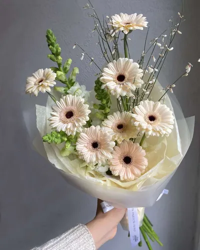 Герберы Фото букет белых цветов
