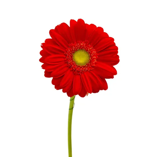 Герберы Фото красный цветок с зеленым стеблем