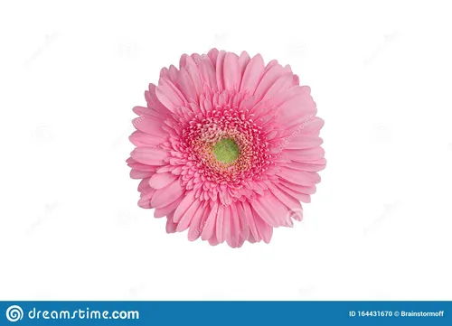 Герберы Фото розовый цветок с зеленым центром
