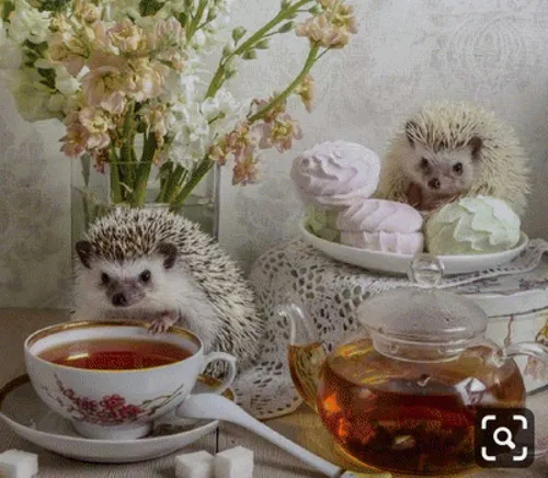 Доброе Утро Фото группа ежиков в чайной чашке с блюдцем