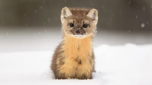 Куница Фото маленькая лиса в снегу