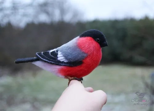 Снегирь Фото птица на руке человека