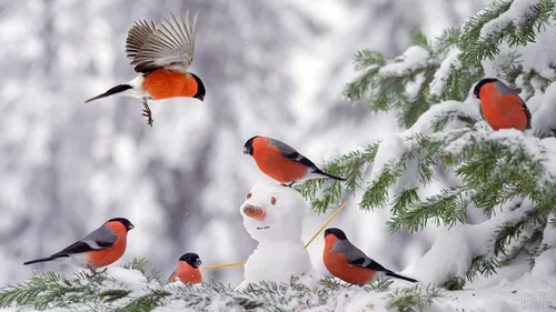 Снегирь Фото птицы летают возле дерева