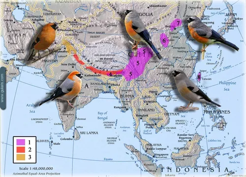 Снегирь Фото карта с птицами
