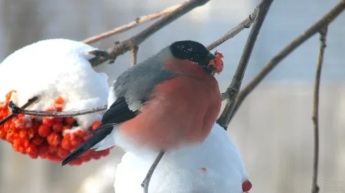 Снегирь Фото птица ест ягоду