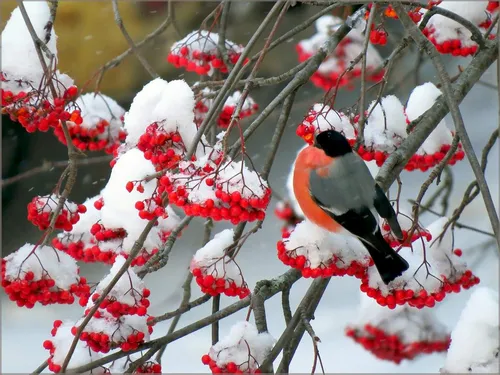 Снегирь Фото птица, сидящая на ветке, покрытой снегом