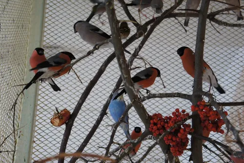 Снегирь Фото группа птиц на ветке дерева