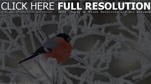 Снегирь Фото птица на заснеженной ветке
